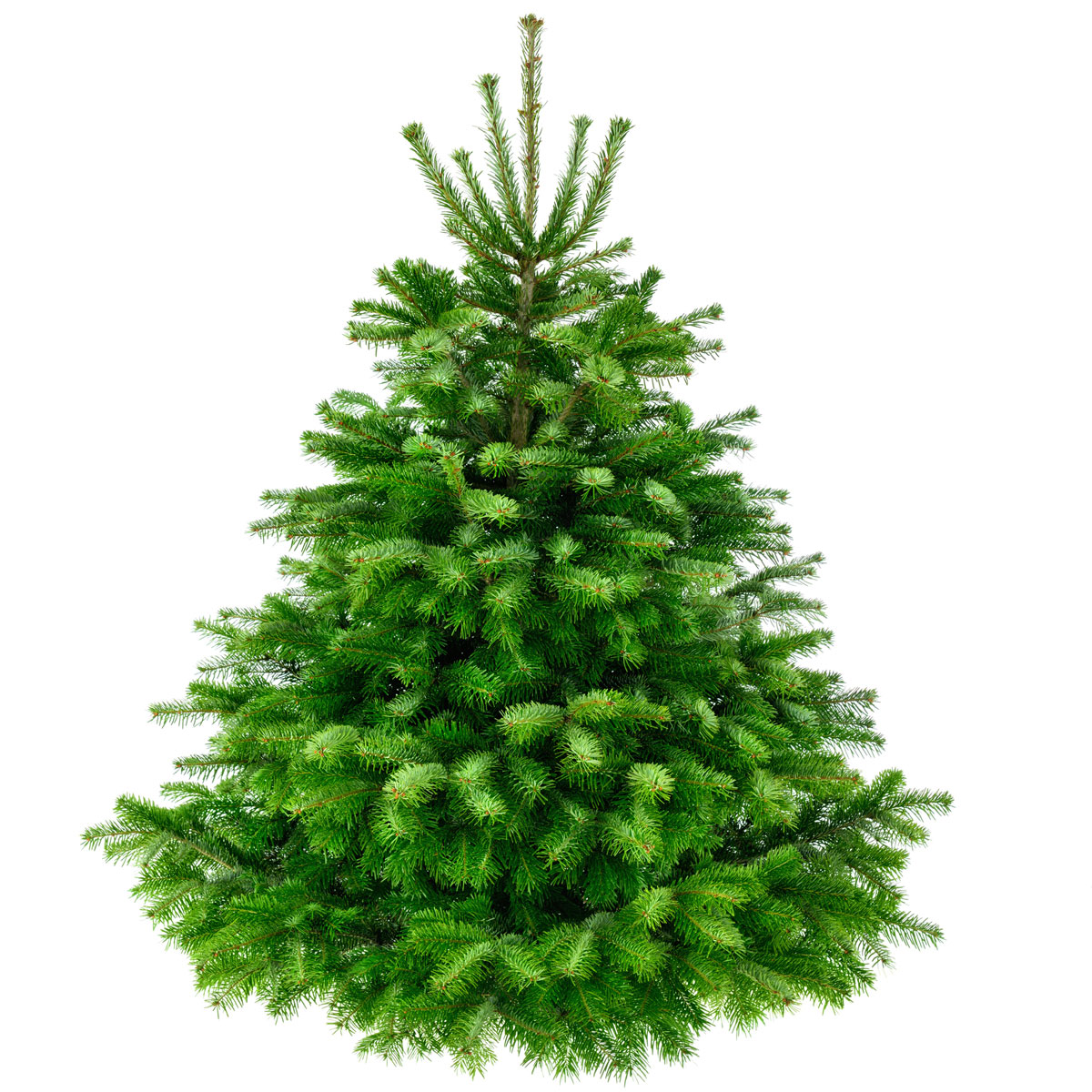 250 300cm Standard Nordmann Fir Christmas Tree