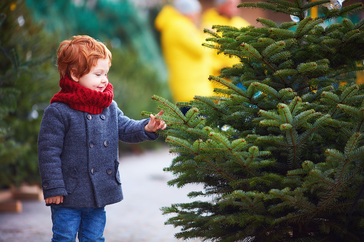 250 300cm Standard Nordmann Fir Christmas Tree Image 4