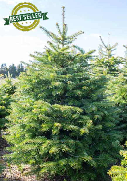 250 300cm Standard Nordmann Fir Christmas Tree Image 2